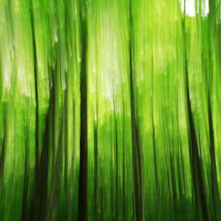 Laubwald / 65 Laubwald / 65